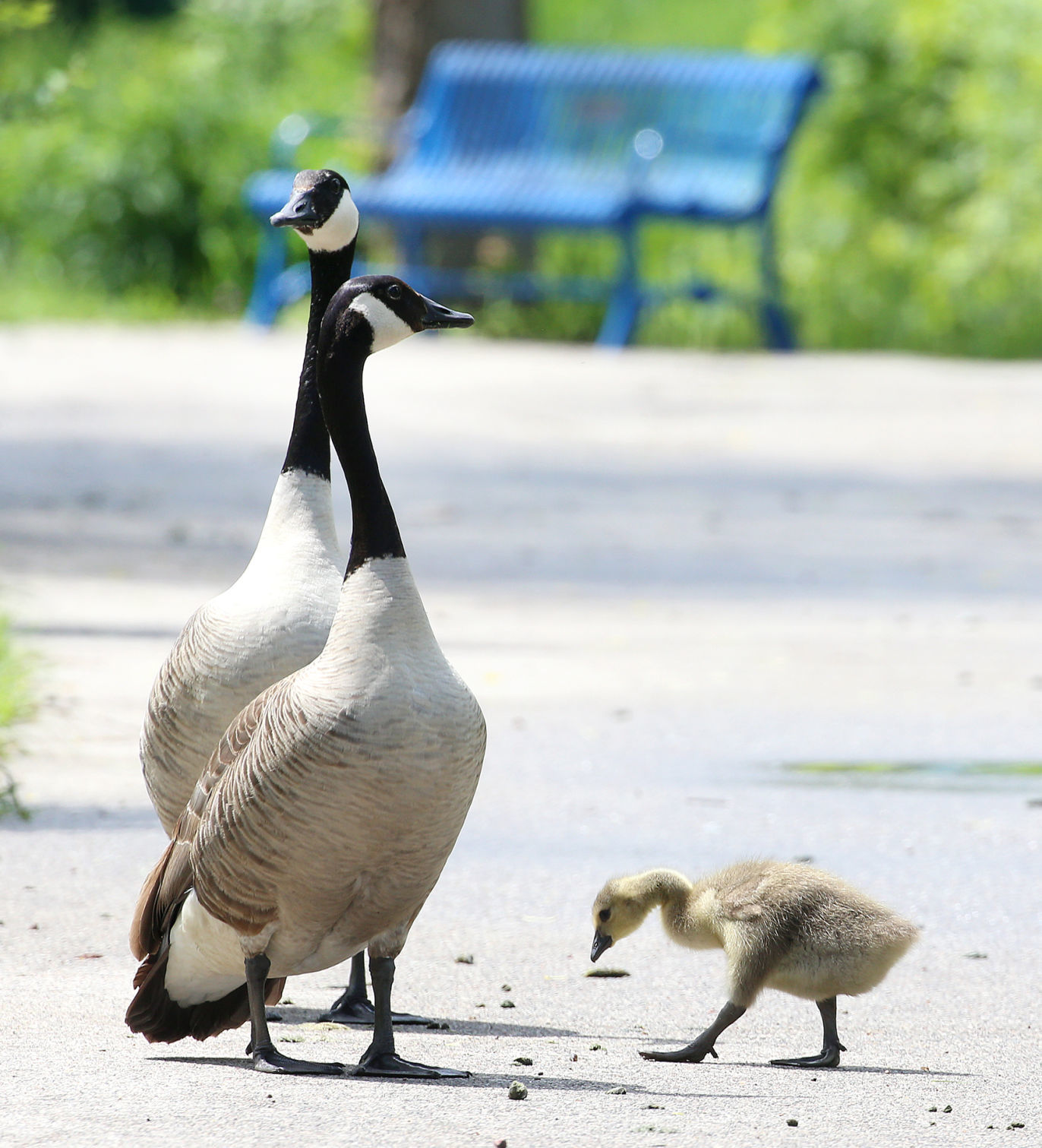 New feathered family